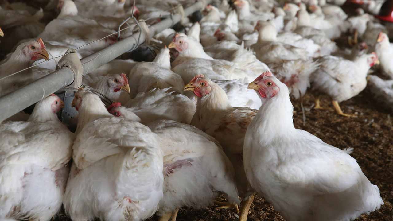 Avian influenza detected in U.S. dairy cows